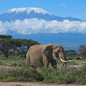 7-Day Explore Amboseli, Nakuru, Maasai Mara, Naivasha