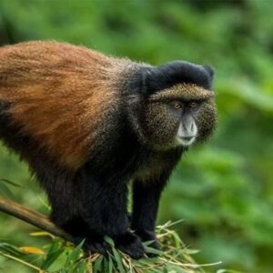 6-Day Rwanda & Uganda Primates - Gorillas, Golden Monkey